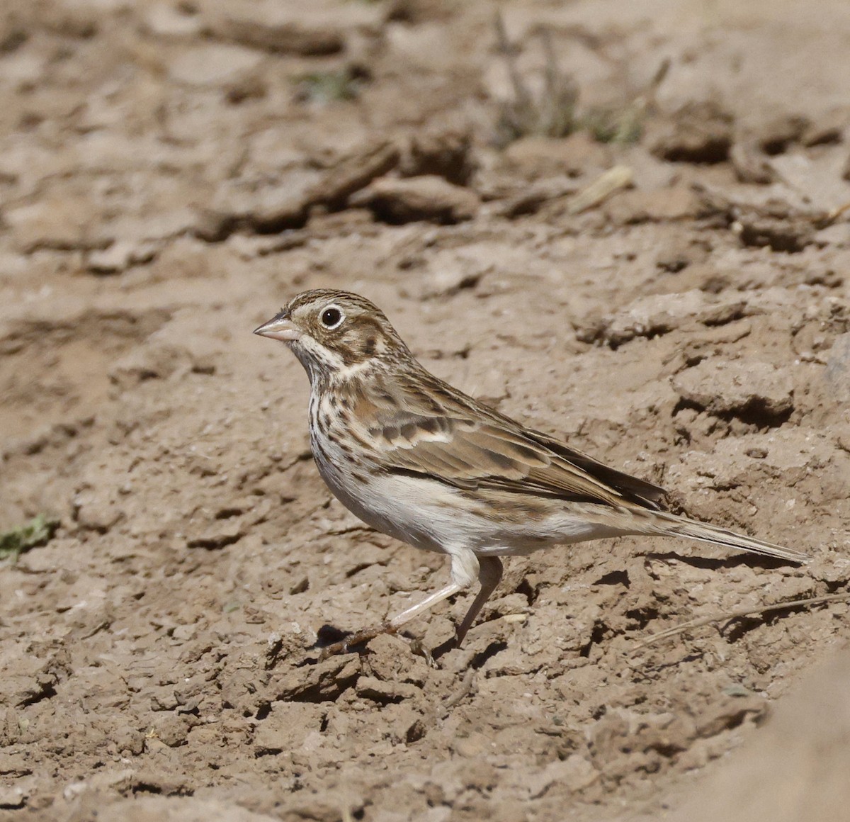 Vesper Sparrow - ML644765816
