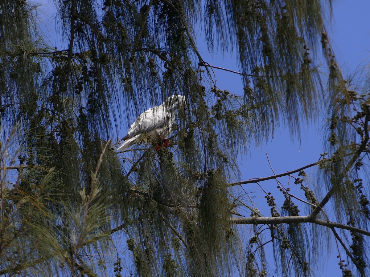 Red-footed Booby - ML644765821