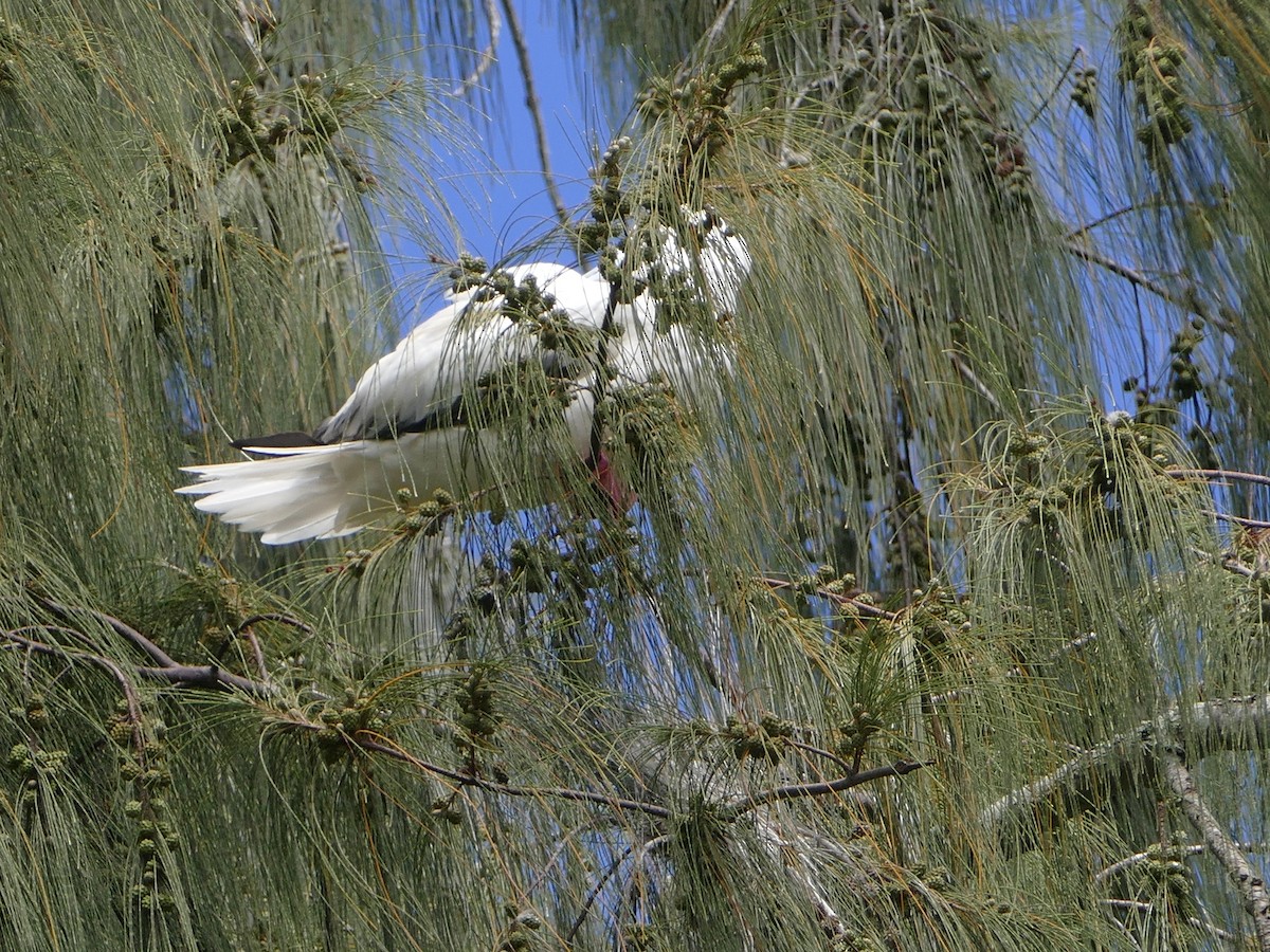 Red-footed Booby - ML644765824