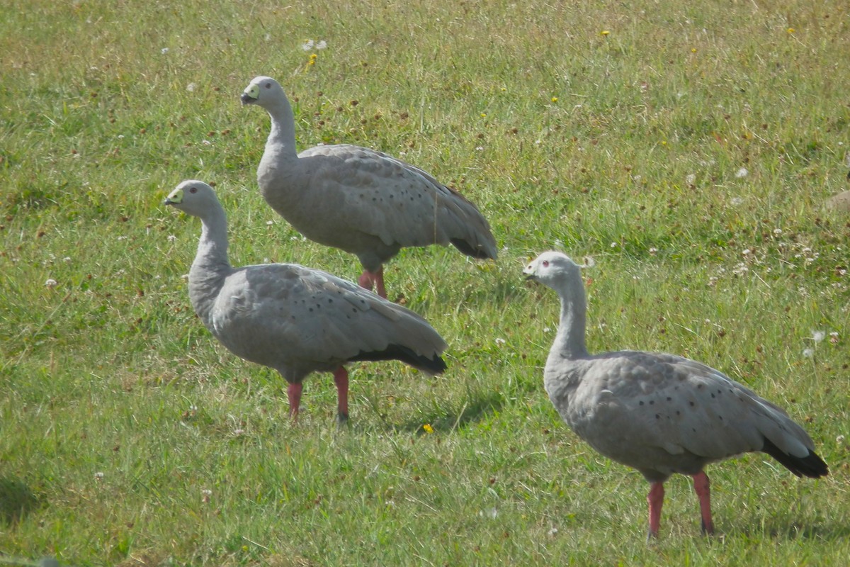 Cape Barren Goose - ML644765832