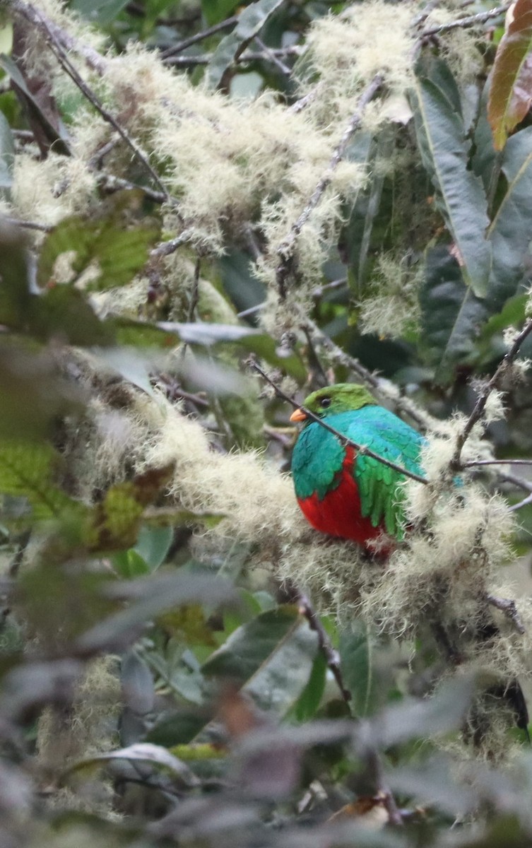 Quetzal doré - ML644765833