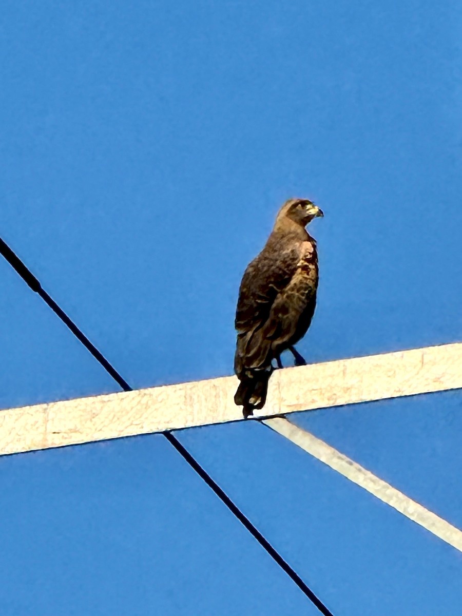 Otlak Şahini - ML644765834