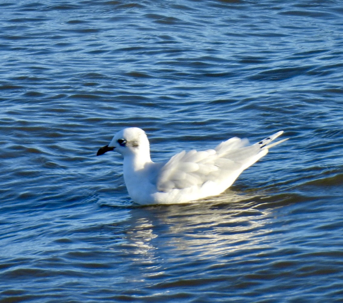 racek černohlavý - ML644765851