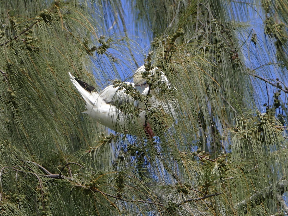 Red-footed Booby - ML644765854