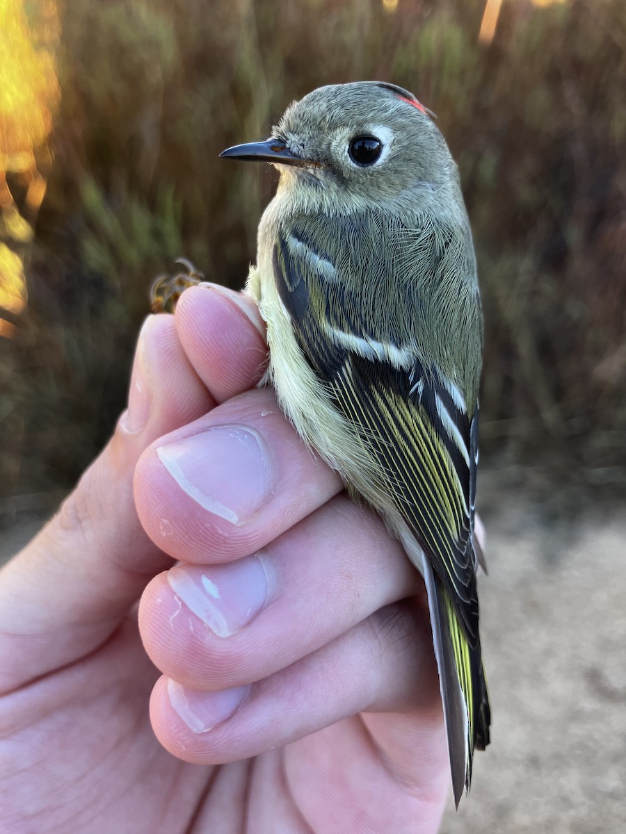 Ruby-crowned Kinglet - ML644765855