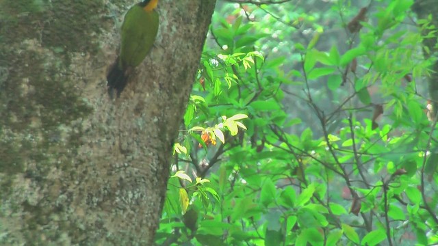 Greater Yellownape - ML644765869