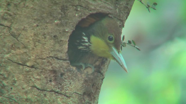 Greater Yellownape - ML644765870