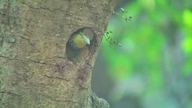 Greater Yellownape - ML644765871