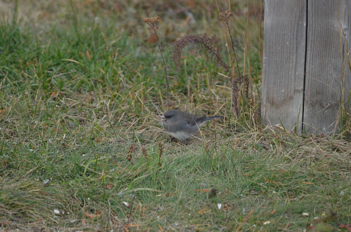 Dark-eyed Junco - ML644765874