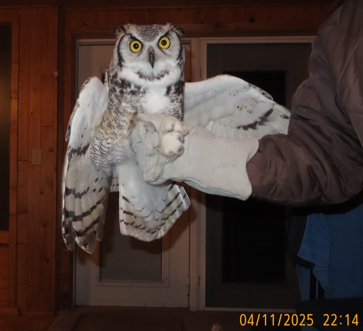 Great Horned Owl - ML644765875