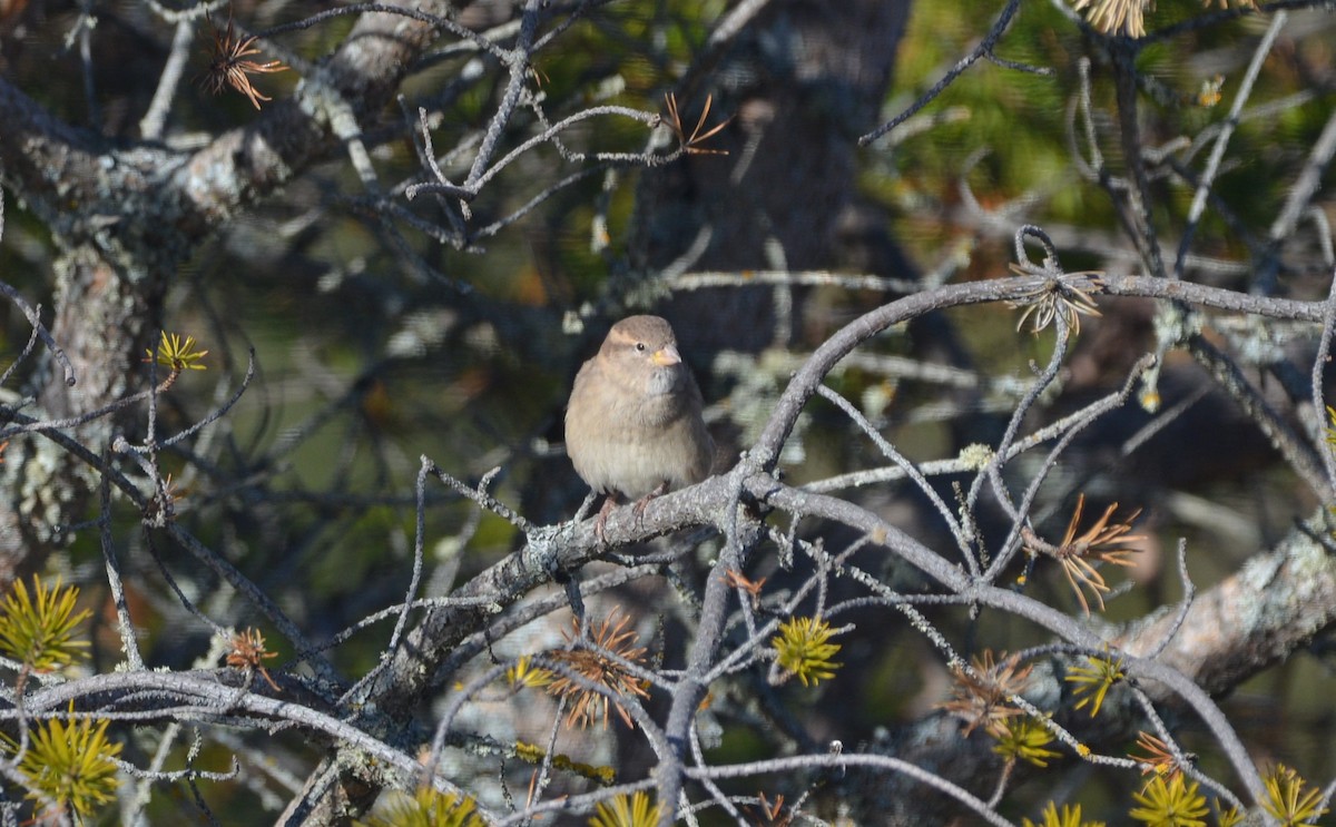 דרור הבית - ML644765878