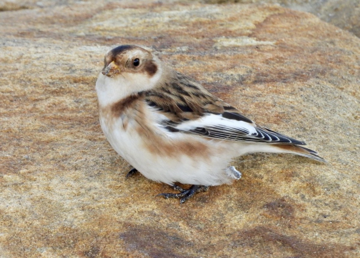 Snow Bunting - ML644765890