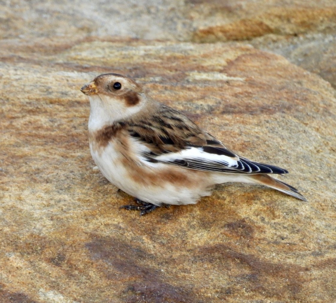 Snow Bunting - ML644765891