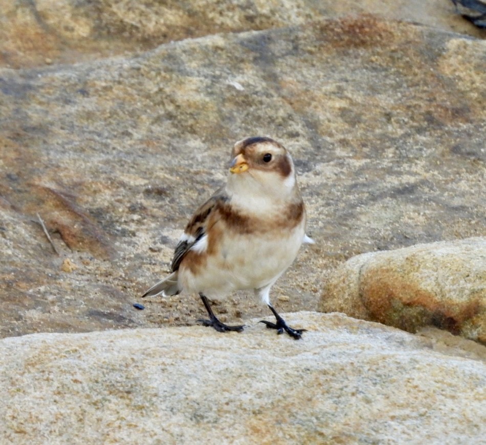 Snow Bunting - ML644765892