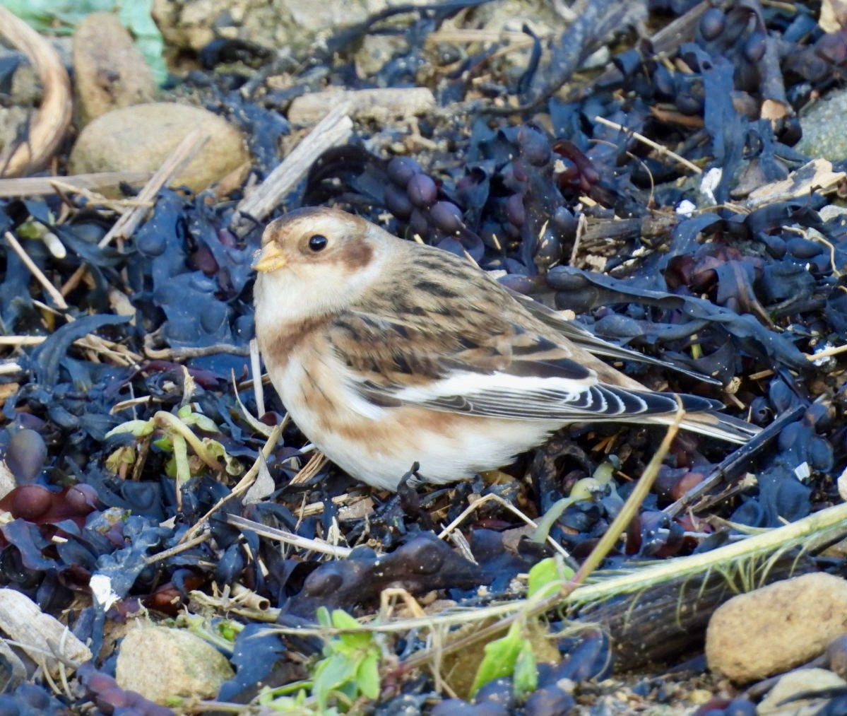 Snow Bunting - ML644765893