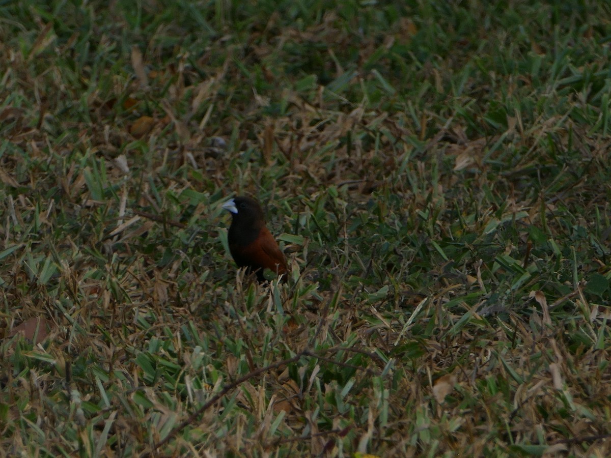Chestnut Munia - ML644765894