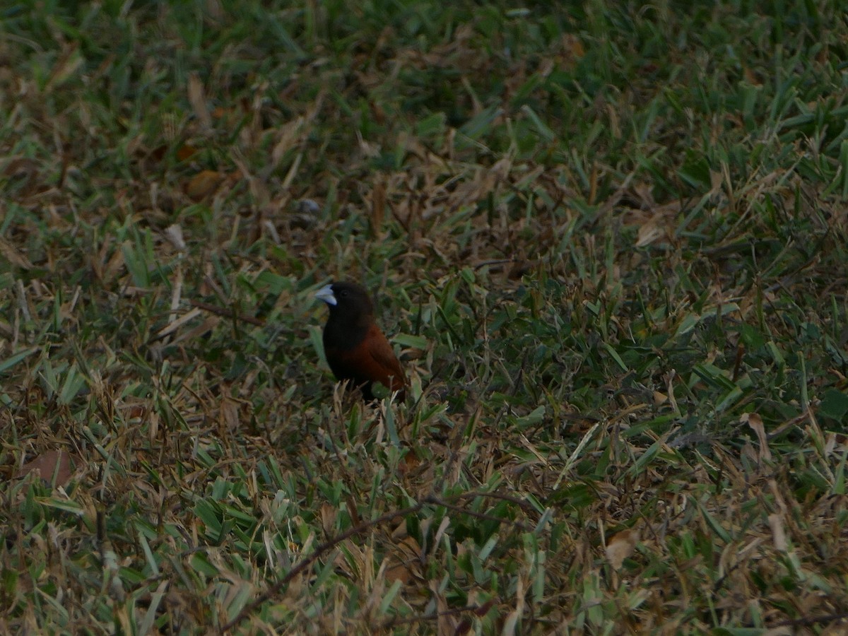 Chestnut Munia - ML644765895