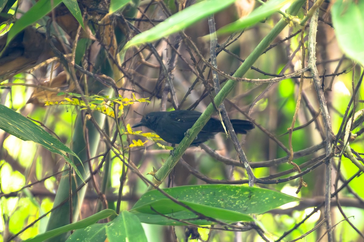 Grisin ardoisé - ML644765896