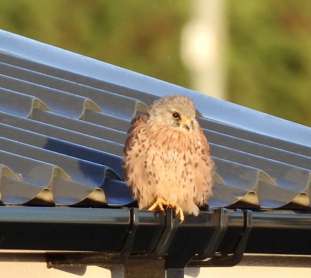 Eurasian Kestrel - ML644765905