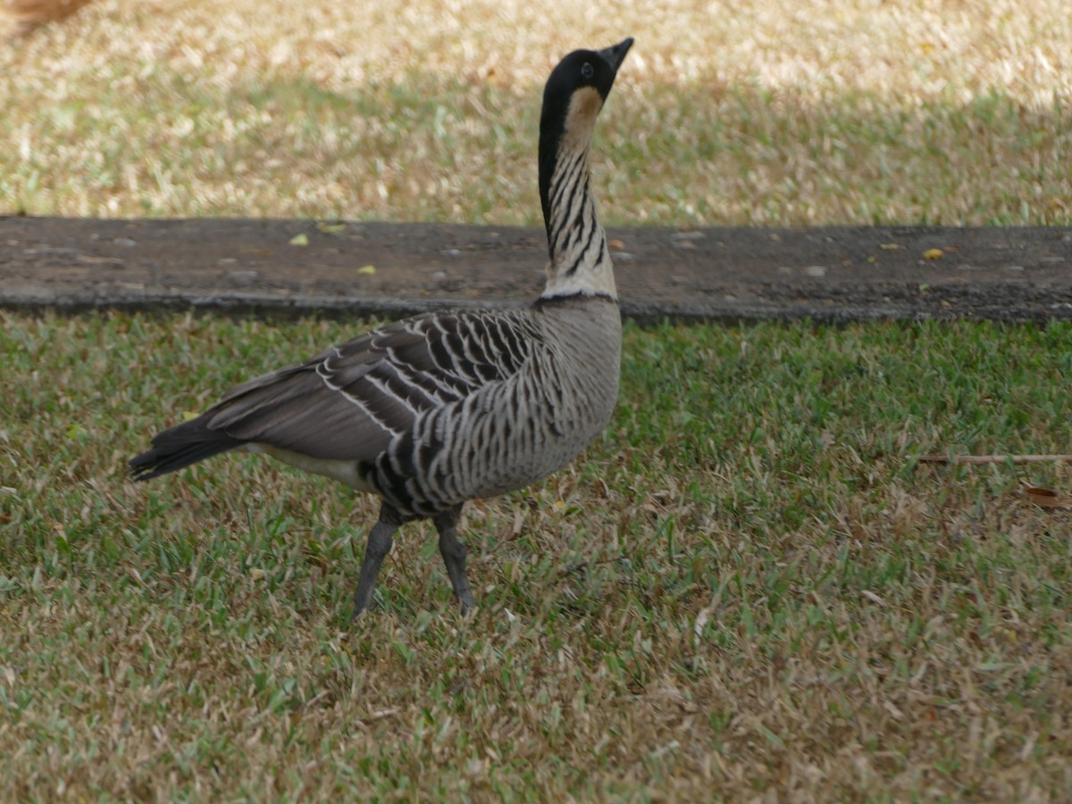 Hawaiian Goose - ML644765910