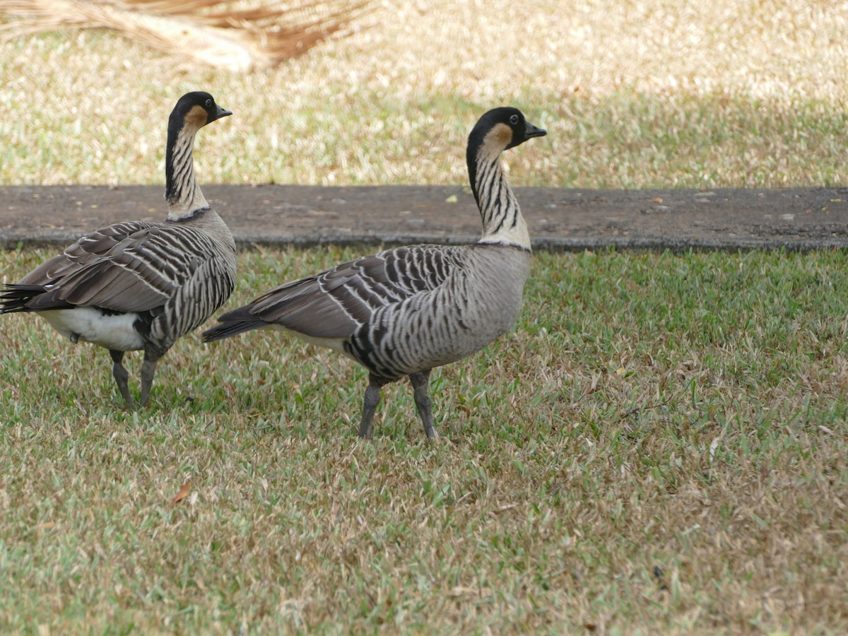Hawaiian Goose - ML644765911