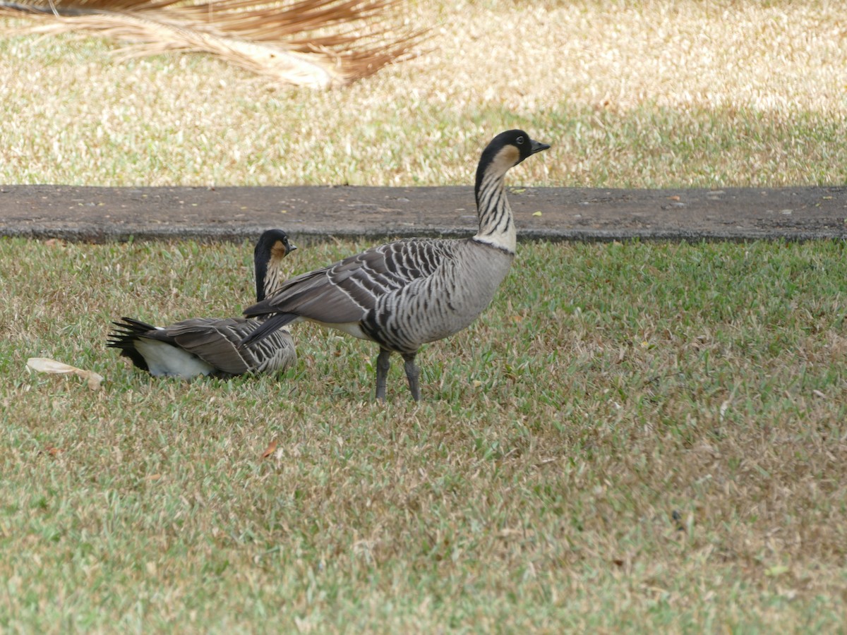 Hawaiian Goose - ML644765912