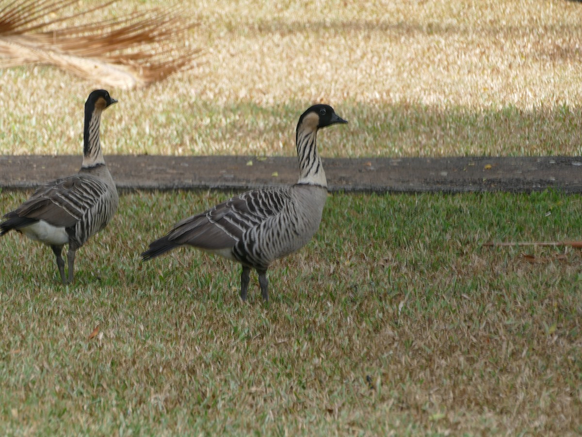 Hawaiian Goose - ML644765913