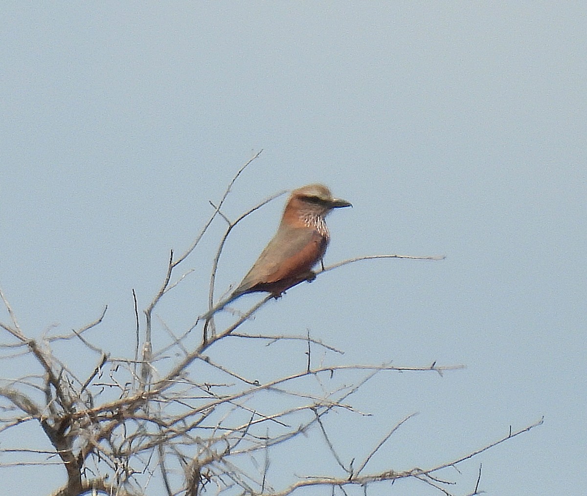 チャガシラニシブッポウソウ - ML644765920