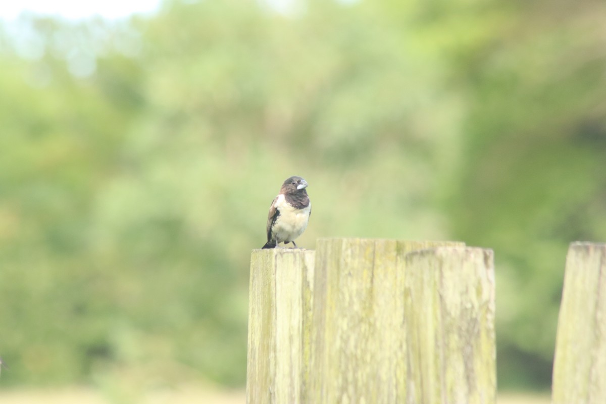 Bronze Mannikin - ML644765938
