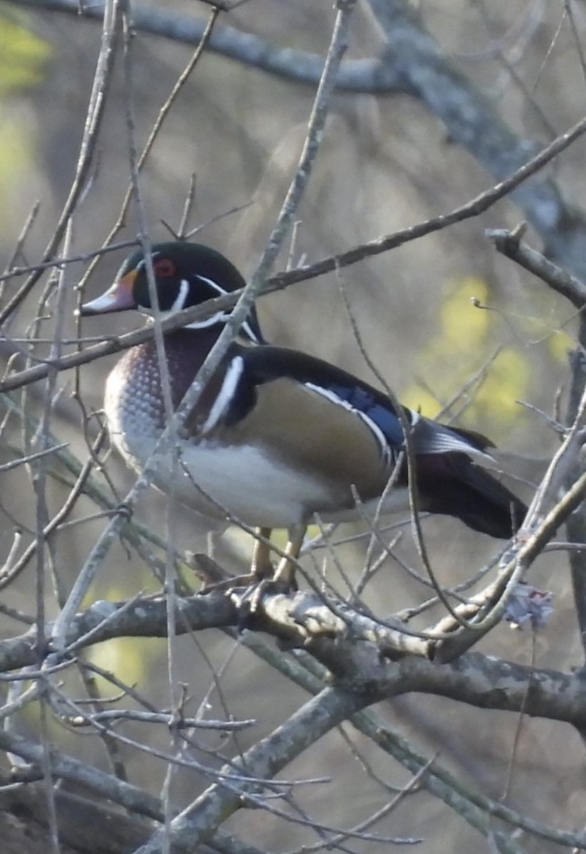 kachnička karolínská - ML644765953