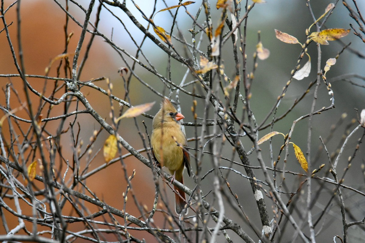 Kırmızı Kardinal - ML644765958