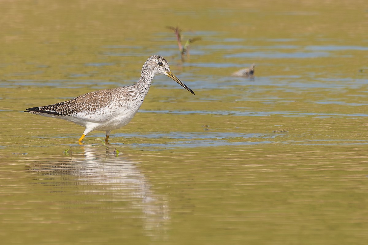 Greater Yellowlegs - ML644765962
