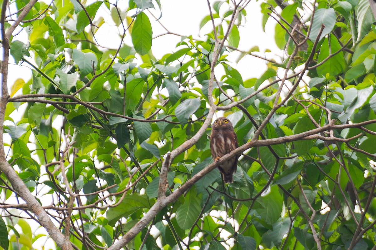 Amazonian Pygmy-Owl - ML644765968