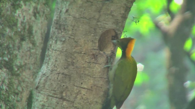 Greater Yellownape - ML644765971