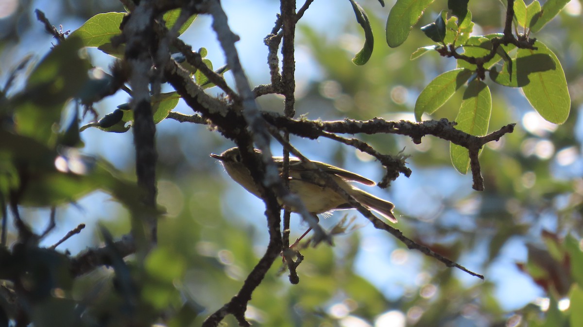 Ruby-crowned Kinglet - ML644765978