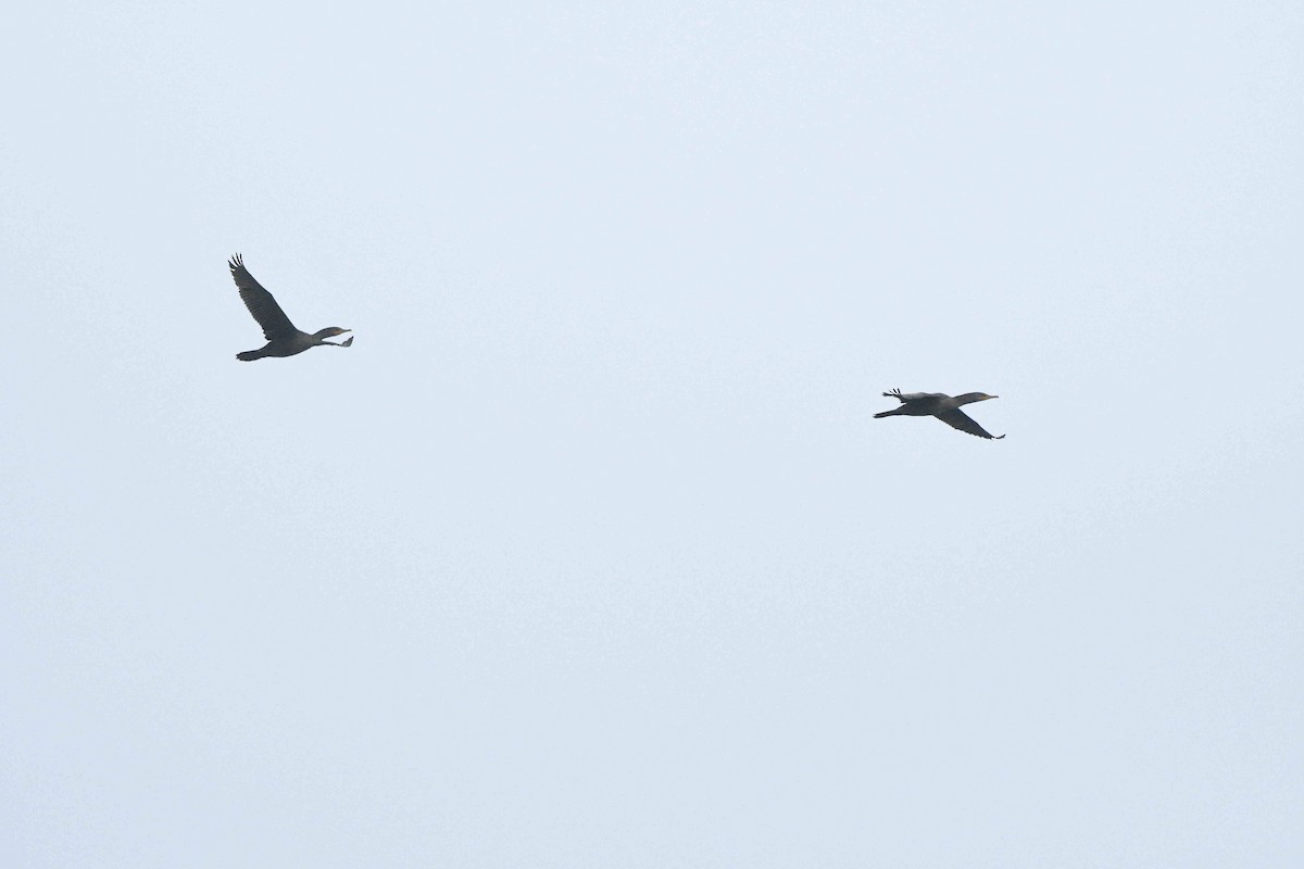 totoppskarv - ML644765979