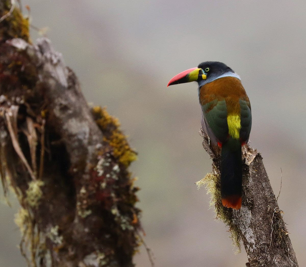 Tucán Pechigrís - ML644766027