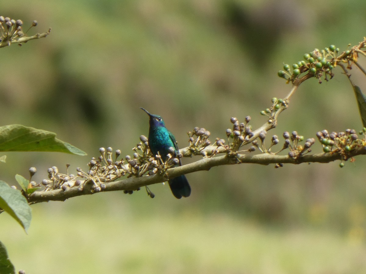 Колібрі синьочеревий - ML644766032