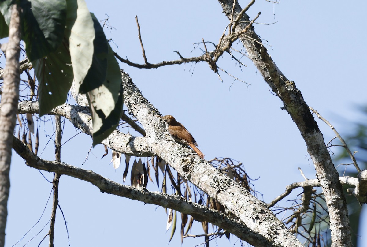 ウロコオニキバシリ - ML644766038