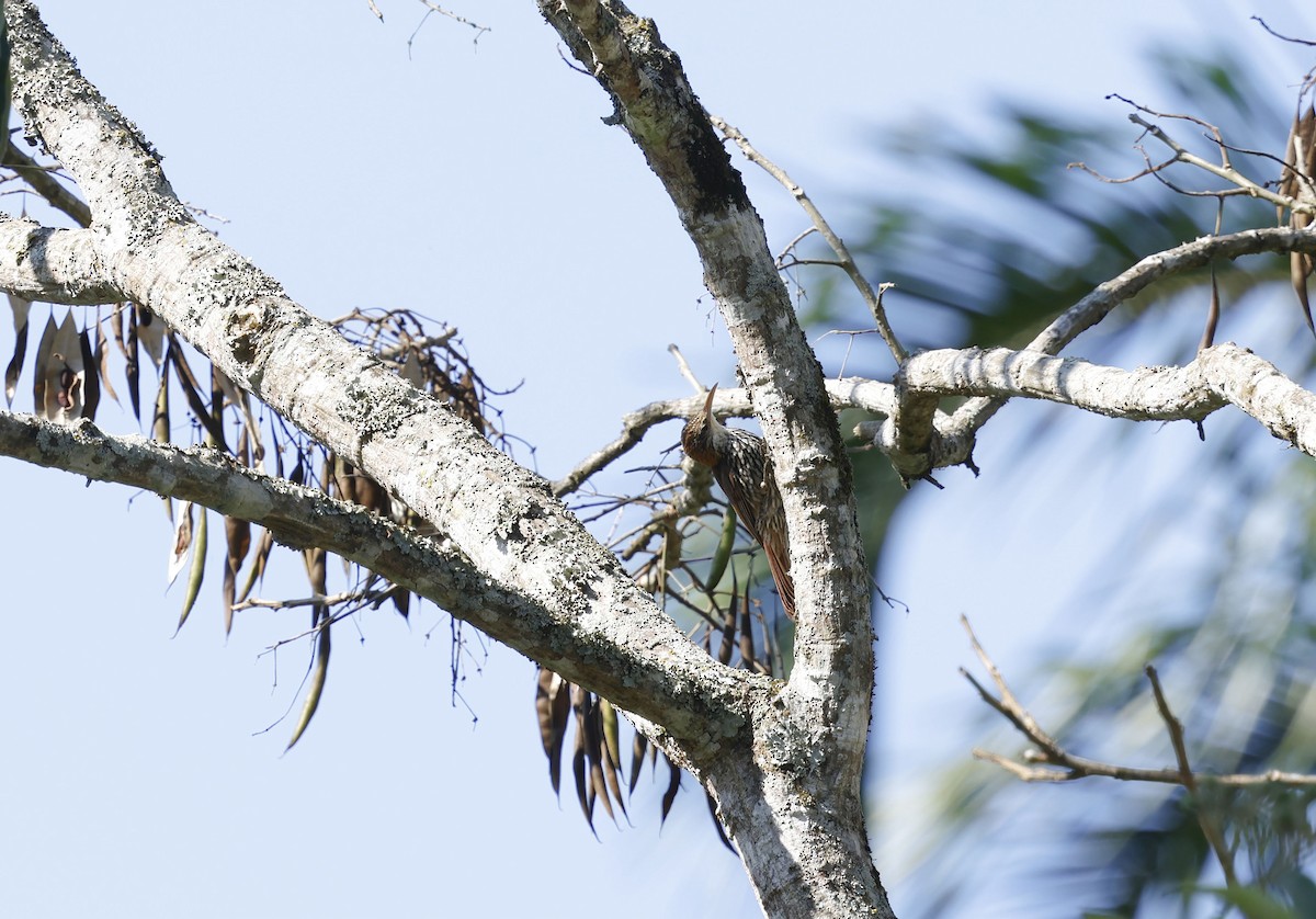 ウロコオニキバシリ - ML644766039