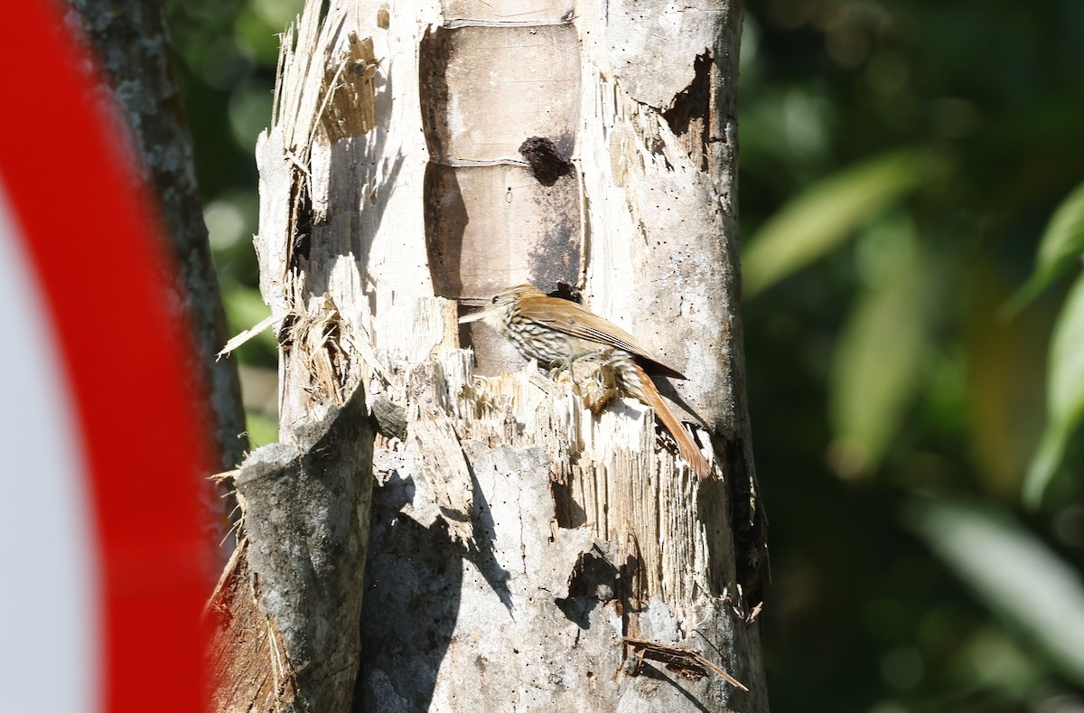 ウロコオニキバシリ - ML644766040