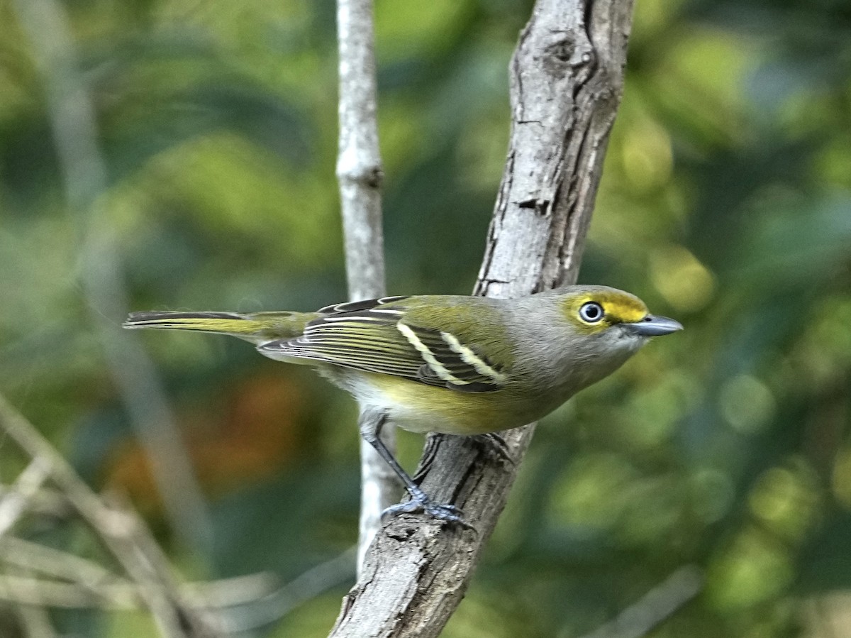 Weißaugenvireo - ML644766053