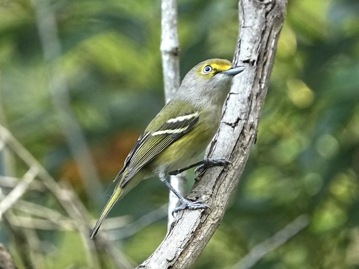 Weißaugenvireo - ML644766054