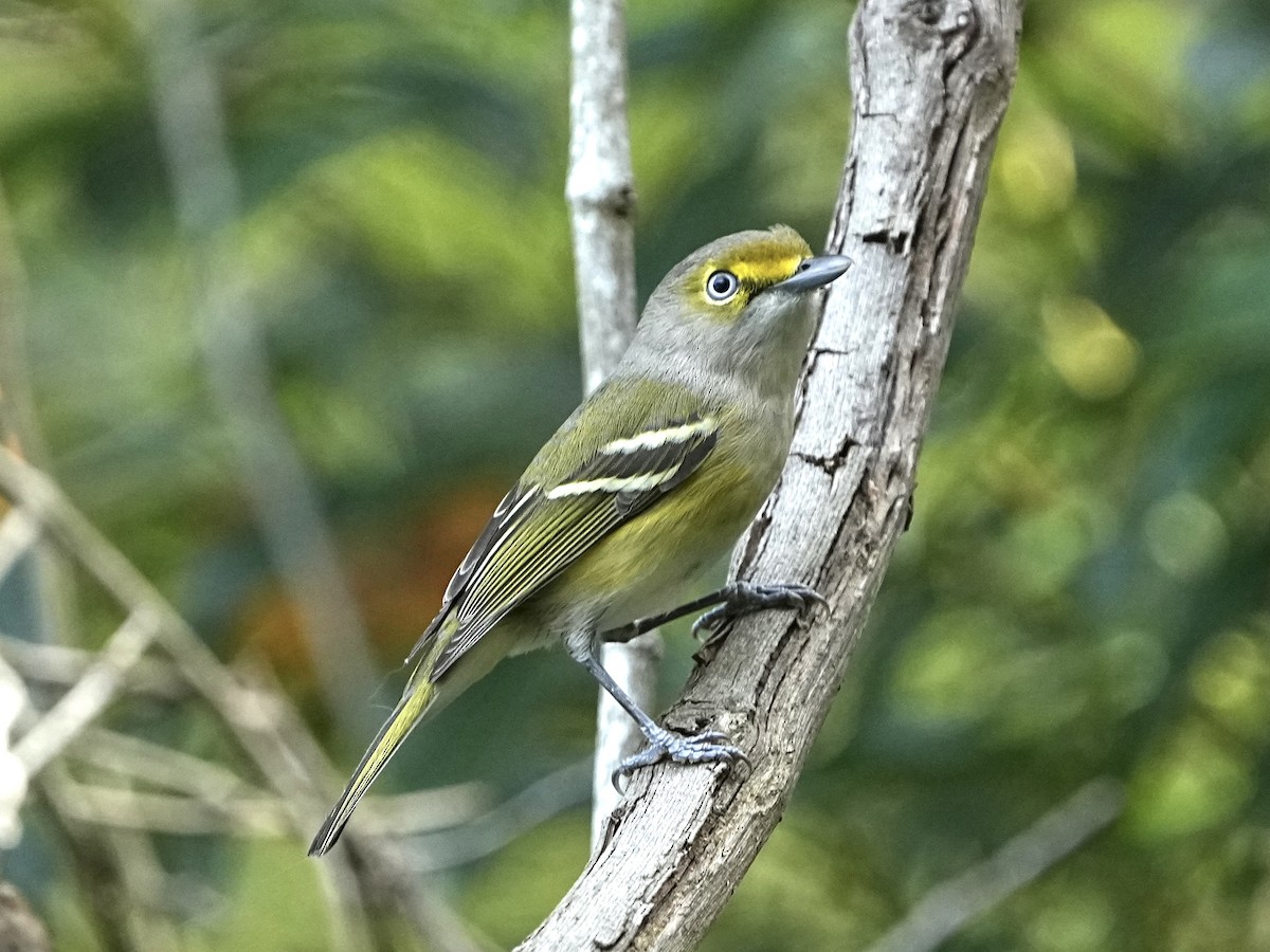 Weißaugenvireo - ML644766055