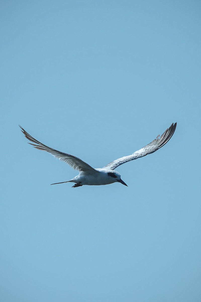 Forster's Tern - ML644766059