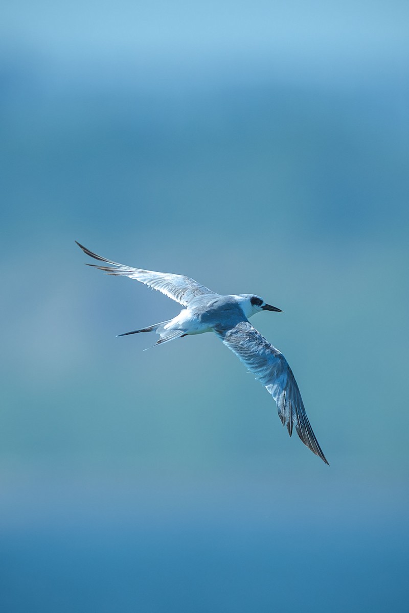 Forster's Tern - ML644766060