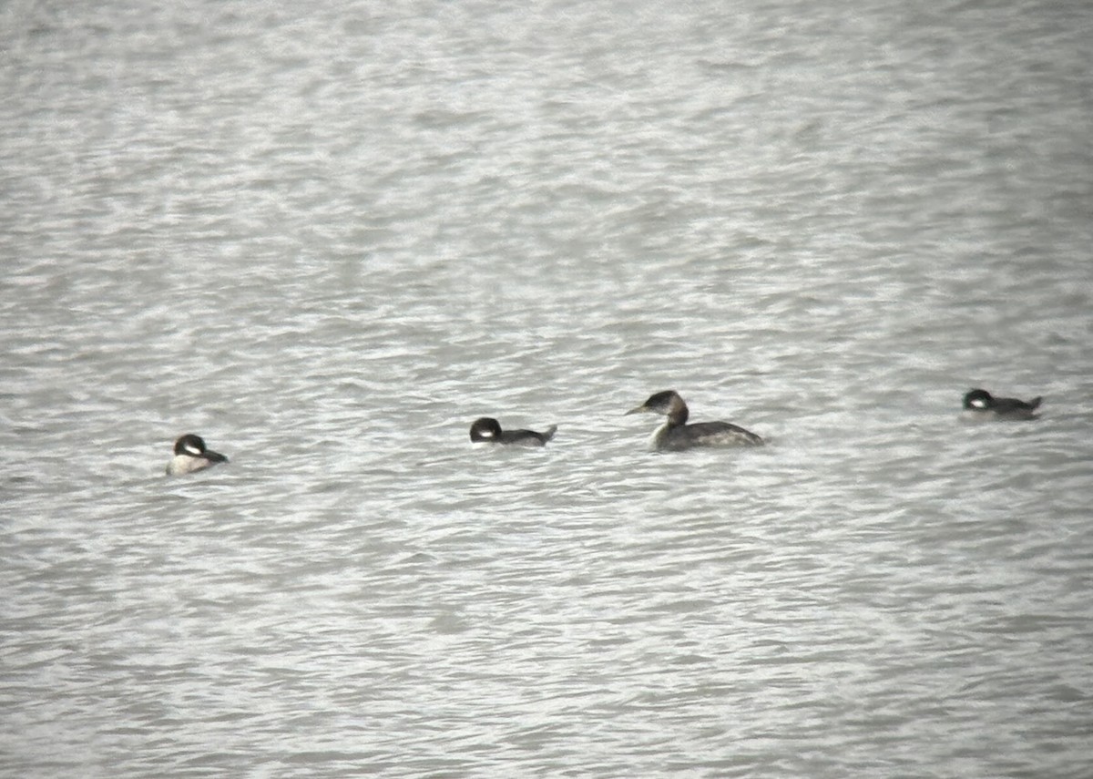 Пірникоза сірощока - ML644766062