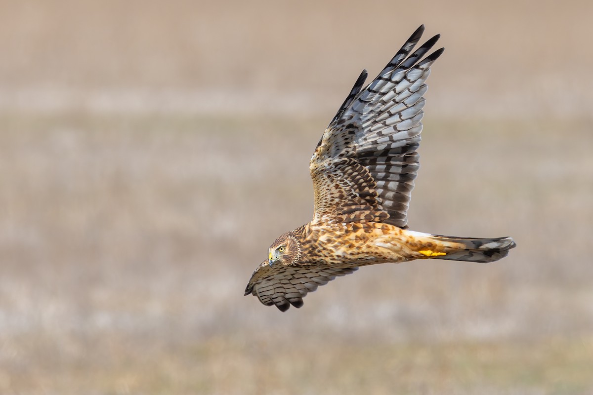 Amerika Delicesi - ML644766075