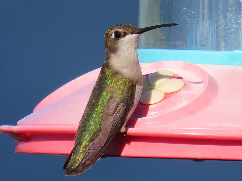 Ruby-throated Hummingbird - ML644766081
