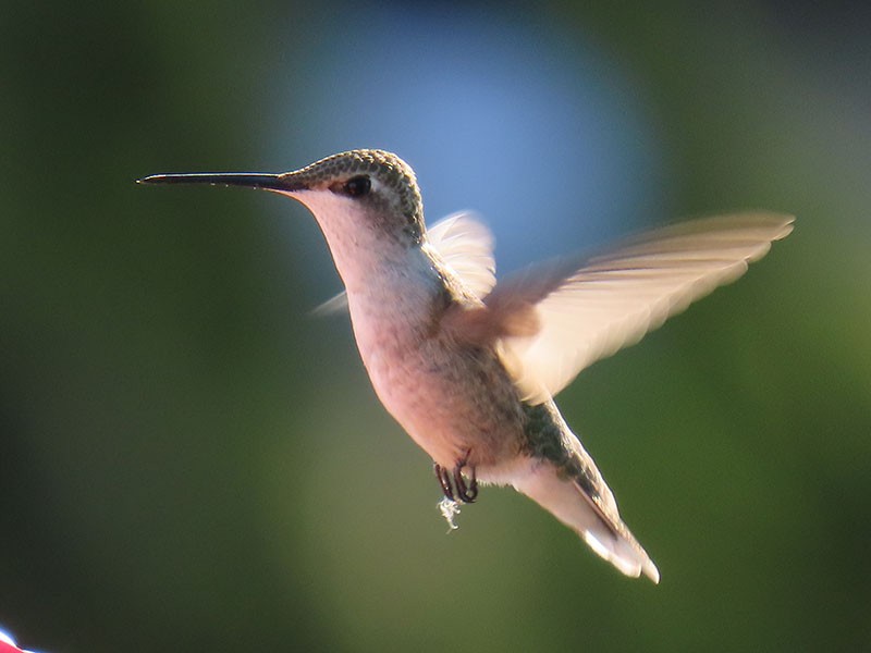Ruby-throated Hummingbird - ML644766082